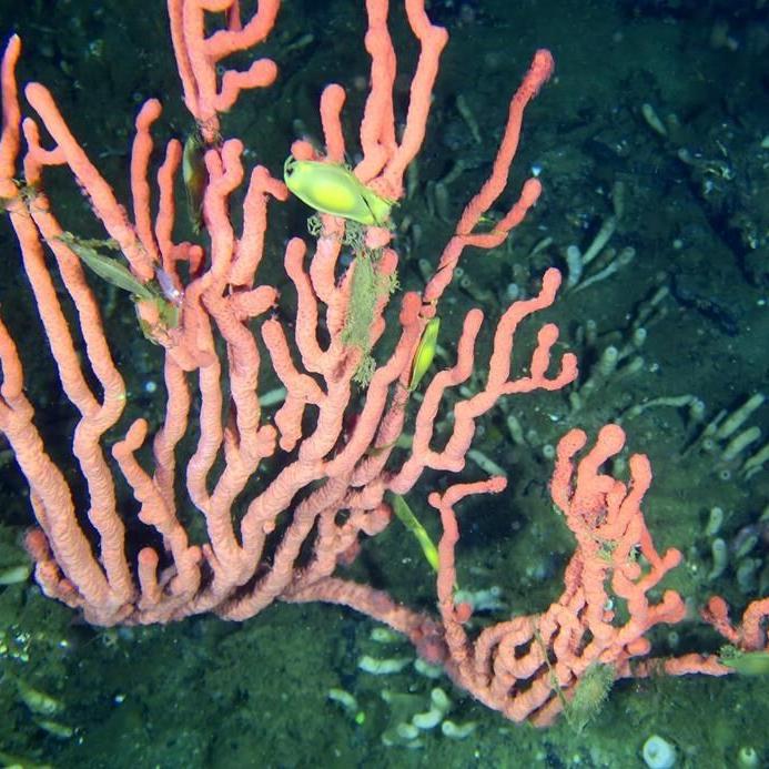 Government closes bottom-contact fishing near rare B.C. coral reef